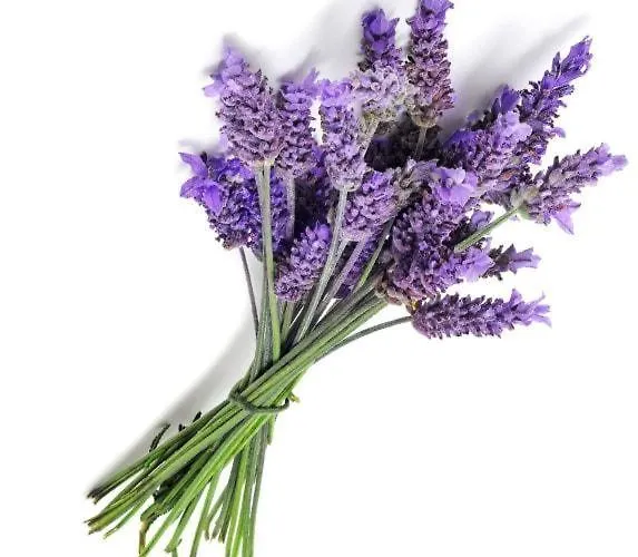 בית הארחה Goscinne Prywatny Parking גליביצ'ה